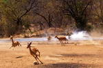 South+Africa,+Kruger+National+Park,+lion+going+to