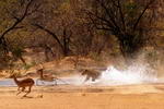 South+Africa,+Kruger+National+Park,+lion+going+to+kill+impala