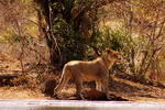 South+Africa,+Kruger+National+Park,+lion+and+kille