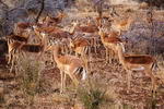 South+Africa,+Kruger+National+Park,+impalas