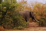 South+Africa,+Kruger+National+Park,+elephan