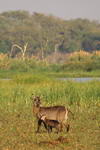 Malawi,+Parc+Natural+de+Liwonde