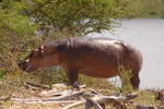 Malawi,+Parc+Natural+de+Liwonde