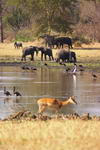 Malawi,+Parc+Natural+de+Liwonde