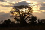 Malawi,+baobab