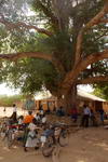 Malawi,+Nkhotakota+Livignstone+tree