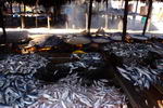 Tanzania,+Bagamoyo,+frying+fish