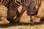 Kenya,+Tsavo+National+Park,+zebras