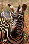 Kenya,+Tsavo+National+Park,+zebras