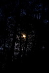 Turkey,+Olympos,+moon+between+the+trees.