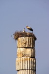 Turkey,+efes,+column+in+Artemis+temple.