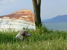 Ohrid+lake