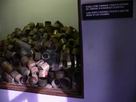 Poland,+Auschwitz+museum