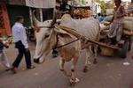 India,+Delhi,+bazars