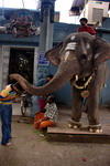 India,+Puducherry,+lakshi+elephan