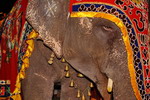 India,+Puducherry,+Lakshmi+elephan