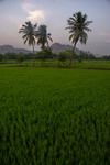 India,+rice+plantation