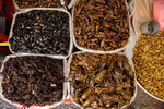 Cambodia,+Phnom+Phen,+central+market,+insects+an+spider+shop