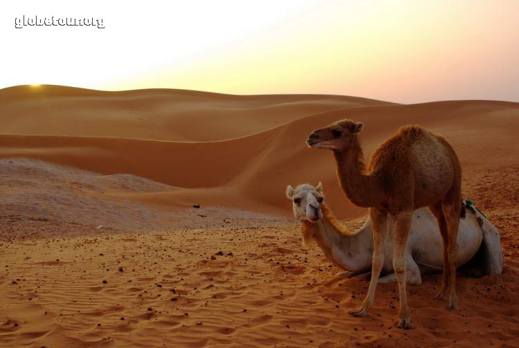 Mauritania, Nouakchott, camellos
