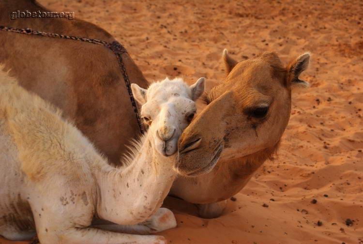 Mauritania, Nouakchott, camellos