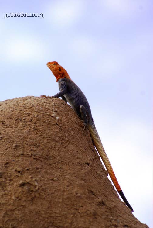 Mali, Djene, lagarto tpico del norte de Africa.