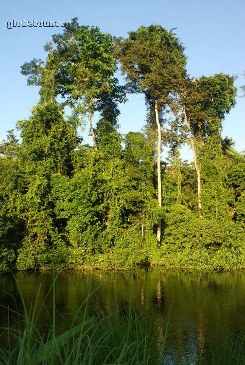 Gabon, en la selva