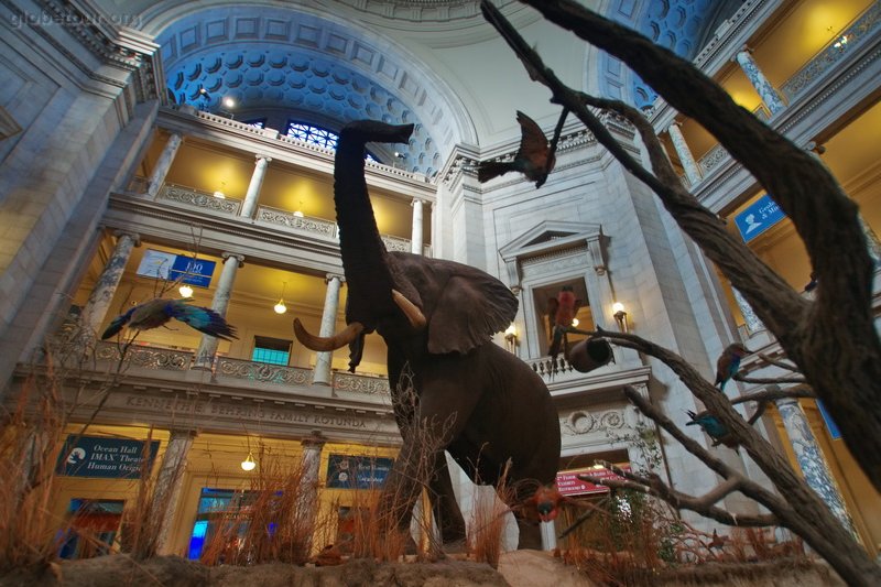 US, Washington, Museum of Natural History