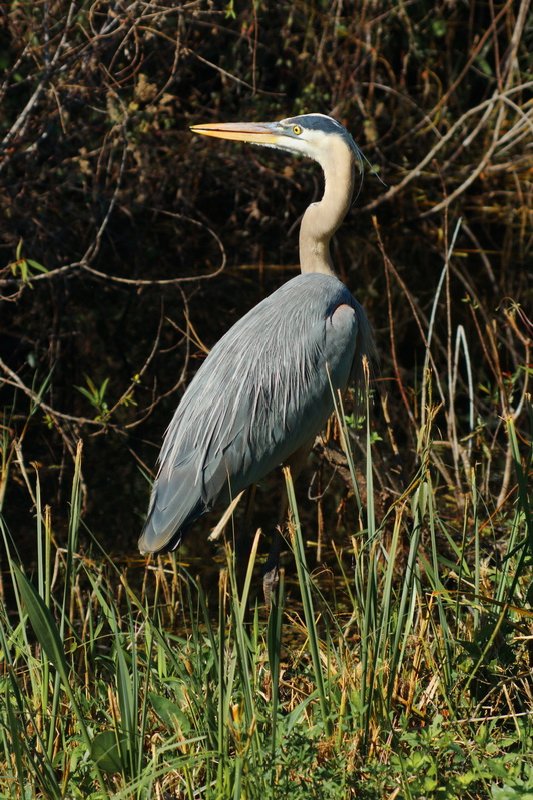 US, Florida, Everglades NP, blue heron