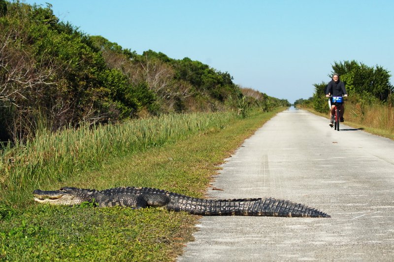 US, Florida, Everglades NP, aligators