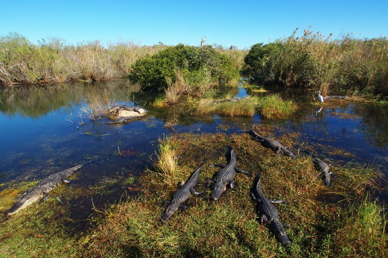 US, Florida, Everglades NP, aligators