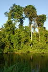 Gabon,+en+la+selva