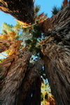US,+California,+Joshua+Tree+National+Park,+Cottonwood+Spring